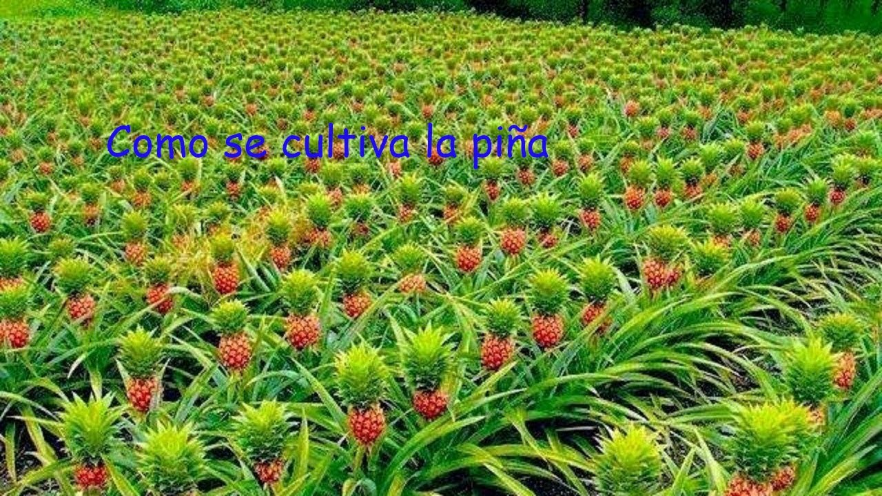 El Cultivo de la Piña Parte 1 