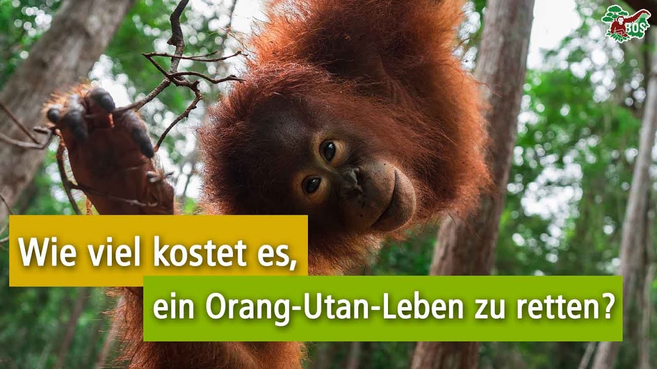 Was die Rettung eines Orang-Utans wirklich kostet