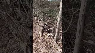 Çiftliğe Düşen Yaralı Kartal