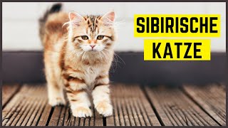 SIBIRISCHE KATZE | Charakter, Aussehen & besondere Eigenschaften