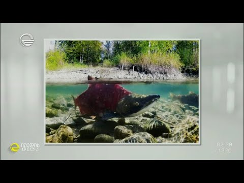 სუიციდური სექსუალური ქცევა სიცოცხლის გადასარჩენად