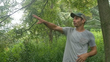 Black Locust from seed after a decade