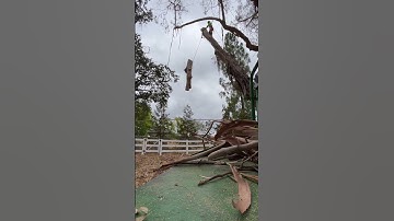 Rigging eucalyptus 🪵⛑️🪢