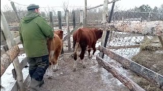 видео: Перевели телят в новый загон/Дела домашние картинка: Перевели телят в новый загон/Дела домашние