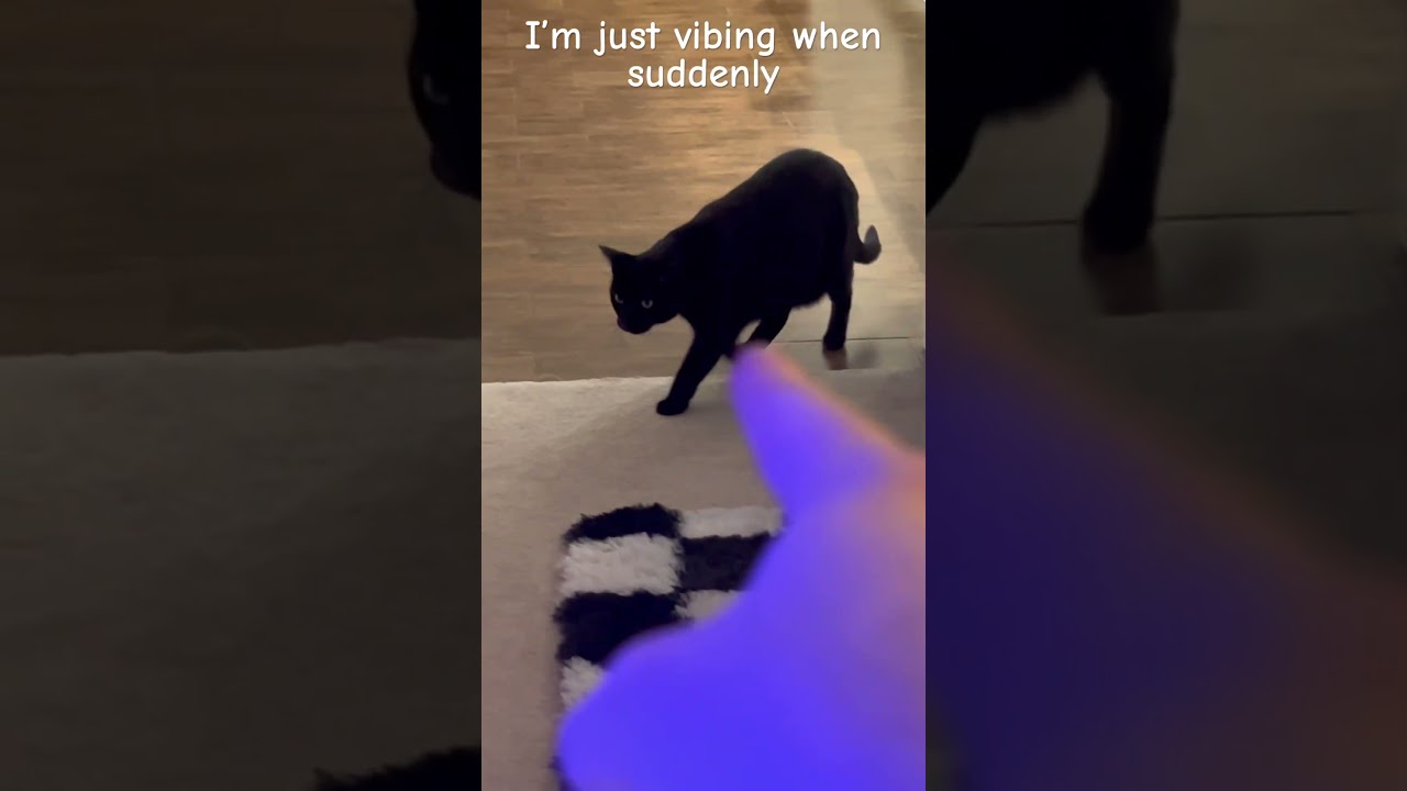 I vibe but then-||#cat #catshorts #fypシ