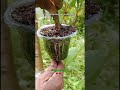 guava tree cultivation results🌳🍋. #craftworking #satisfying #grafting #gardening #nature #plants