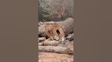Carrying wood to splitter…old school #firewood #splitting #logs