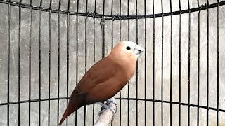 Download Lagu suara emprit bondol / peking kaji gacor ngeroll ‼️ PIKAT burung finch liar agar cepat bunyi isian MP3