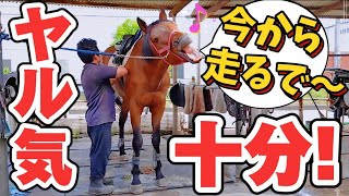 これからレースや！？馬装中に自信たっぷりの笑み（？）を見せ、気合い十分の引退競走馬アールグロウ君。この後ゆっくり走る練習だけど大丈夫でしょうか…。【ツルマルボーイ様のシモベ】