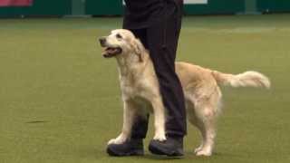 Sandra & Thyra  Crufts 2014