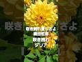 咲き誇れ愛しさよ(織田哲郎)から咲き誇るダリア2025 #music #song #flowers #shorts #shortvideo #ダリア #織田哲郎 #osaka #長居植物園