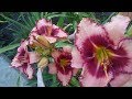 ЛИЛЕЙНИК (daylilies) -&quot;однодневная красота&quot;!!! Супер многолетник! Красивая музыка...