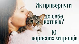 Как Привлечь К Себе Котиков 10 Полезных Уловок