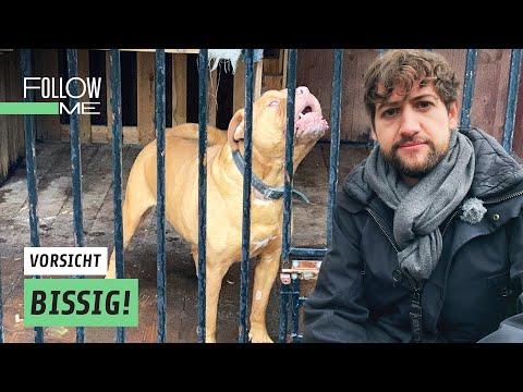 Video: Paar nimmt den letzten Hund an, der am Schutz, ein untauglicher Schäferhund gelassen wird