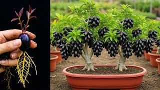 Best idea for propagate java plum tree _ How to grow java plum