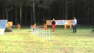 Callicoma kelpie playing agility LAK.WMV