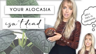 Is my Alocasia dead? How to revive your Alocasia if you think you've KILLED it
