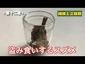保護雀【13】盗み食いするスズメ＆お庭デビュー（2025年8月3日）