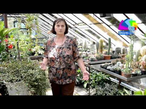 ფიქრიას ყვავილები