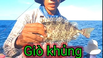 VUONG LT VLOG | câu cá biển | Hòn khô nhơn nhơn hải gặp cá giò khủng