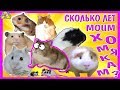 СКОЛЬКО лет МОИМ ХОМЯКАМ? / ВсЕ МоИ ЖиВотНыЕ / КОГДА ПОЯВИЛИСЬ МОИ хомки / Алиса Изи