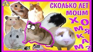 СКОЛЬКО лет МОИМ ХОМЯКАМ? / ВсЕ МоИ ЖиВотНыЕ / КОГДА ПОЯВИЛИСЬ МОИ хомки / Алиса Изи СКОЛЬКО лет МОИМ ХОМЯКАМ? / ВсЕ МоИ ЖиВотНыЕ / КОГДА ПОЯВИЛИСЬ МОИ хомки / Алиса Изи
