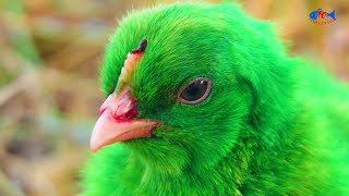 Prism MURGI CHICKS with Color Eggs in Nature (Pintar FRACAS, Gallina)