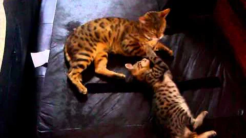 Video 995611: bengal savannah kitten, f3 savannah kitten