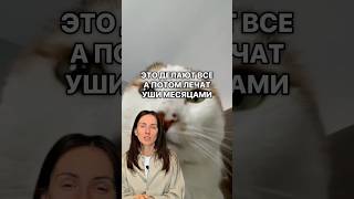 👁 Получи курсы, гайды, видео и разборы - сохрани здоровье кошки. По ссылке в профиле