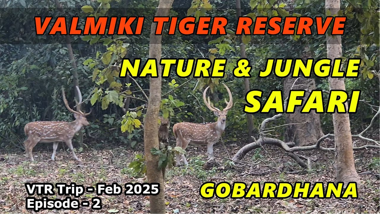 Ep.2 - Jungle Safari at Gobardhana | Valmiki Tiger Reserve