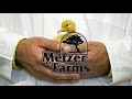 Order ducklings  goslings from metzer farms