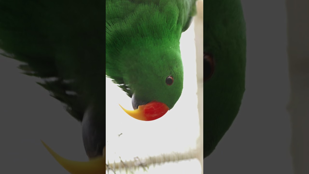 Wildlife Observation: Ocelot, Red Panda, and Eclectus Parrot