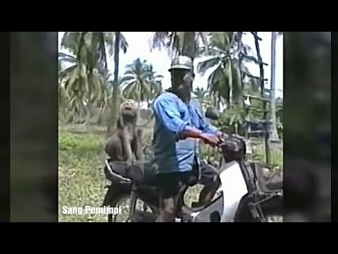 Video Lucu Hewan Monyet Yang Pintar Bahasa Indonesia Youtube