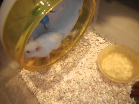 white hamster -- 全白的黃金鼠耶