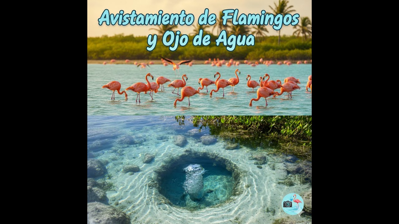 Avistamiento de flamingos en Sisal