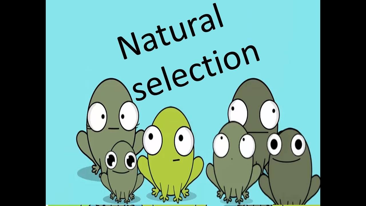 Types Of Natural Selection Natural Selection YouTube