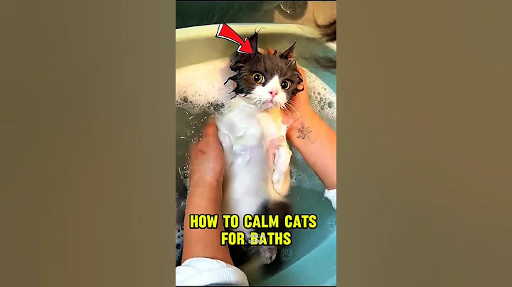 Video 11664791: cats catlover cutecat, cat bath
