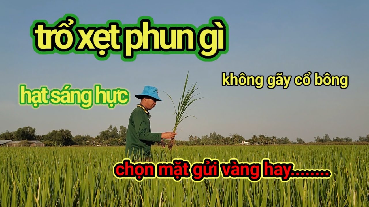 chọn thuốc phun khi gặp tiết lạnh để lúa om 18 trổ xẹt  KHÔNG GÃY CỔ BÔNG- HẠT SÁNG HỰC