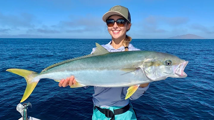 Mexico YELLOW TAIL Fishing in MAG BAY! *Striped Ma...