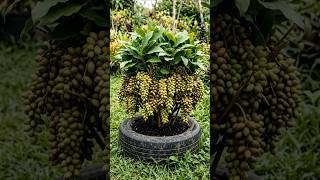 This Tiny Plant Is Full of Cardamom Pods! ๐ณ#shorts #viral #trending