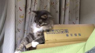 びっくり箱の猫 ノルウェージャンフォレストキャットjack‐in‐the‐box.Norwegian Forest Cat.