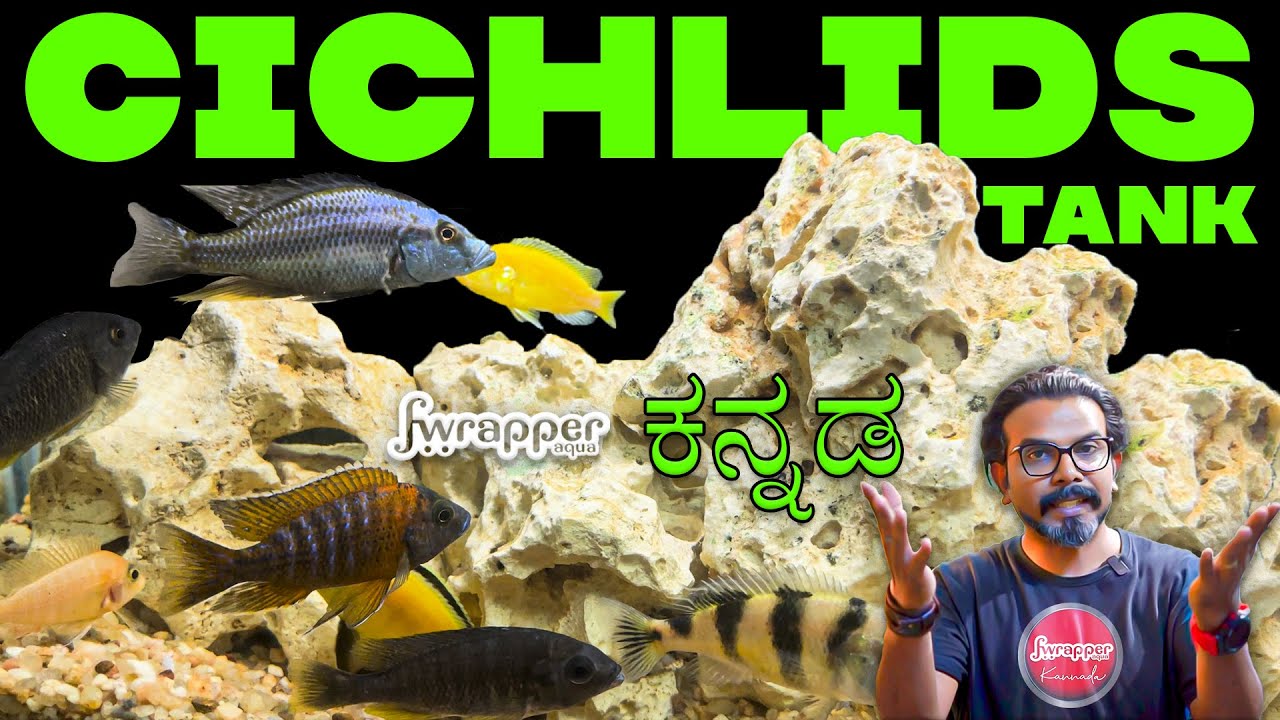 African Cichlid Tank: Your Guide to a Stunning Aquarium | TikTok - Easy Cichlid Tank Setup For Beginners