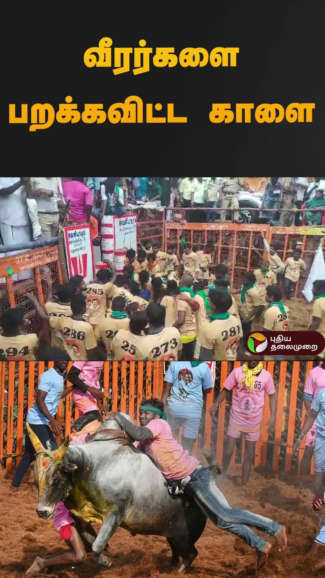 வீரர்களை பறக்கவிட்ட காளை |#jallikattu2025 | #madurai | #shorts