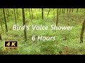 野鳥の声シャワー6時間　爽やかな高原の森の4Ｋ映像と、複数の野鳥がさえずる声をお楽しみください。　アカハラ・オオルリ・ウグイスの鳴き声　6 時間　癒し・精神安定・安らぎ・ヒーリング・睡眠・リラックス