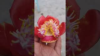 #Koti #Lingala #Flowers #Special