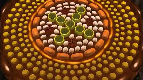 Anatomy of Roots Class 11