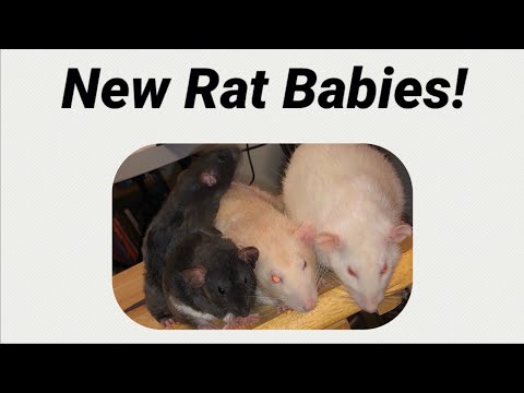 Meet my New Rat Babies Donut and Olive!