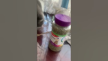 Adopted cat tries catnip for the first time