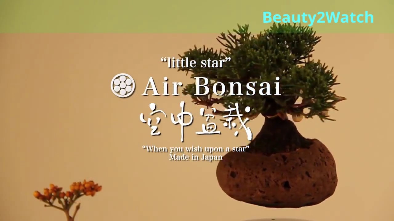 air bonsai floating bonsai trees are now a reality youtube