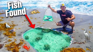 FINDING FISH IN BEACH TIDE POOL... (what's inside?)